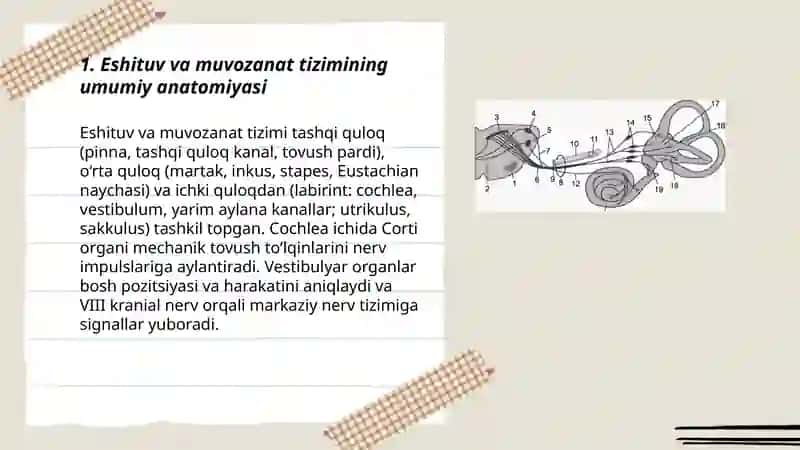 Eshituv va muvozanat azolari 3