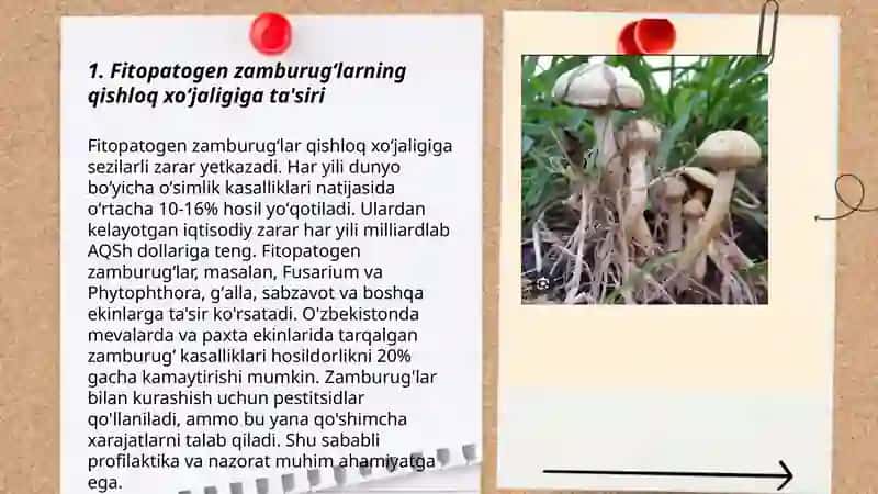 Qishloq xoʻjaligiga zarar keltiradigan fitopatogen zamburugʻlar va ularga qarshi kurash chora tadbirlar 3