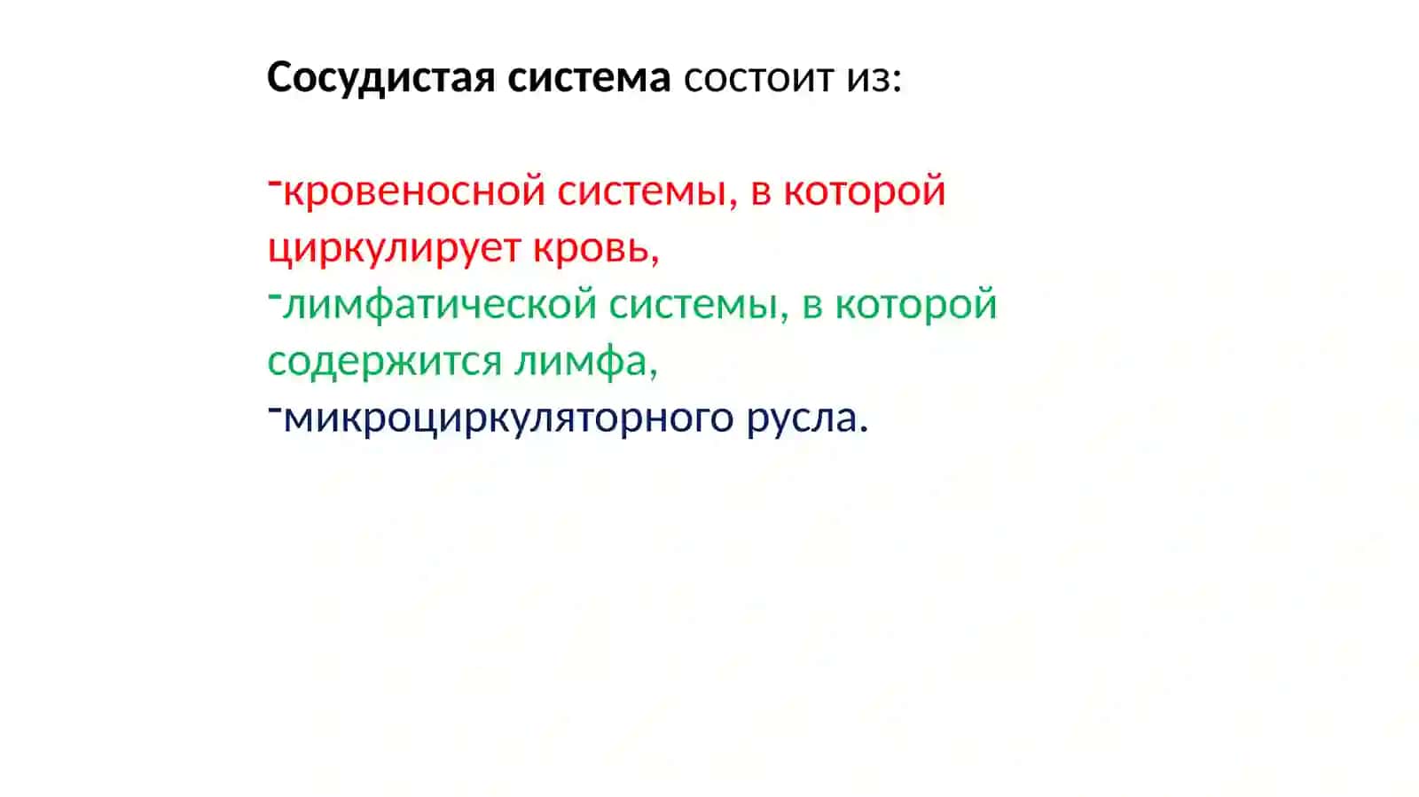 Функциональная анатомия сердечнососудистой системы 3