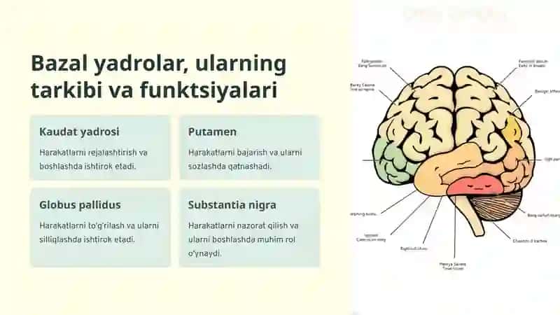 Bosh miya yarimsharlar poʻstlogʻi va bazal yadrolar fiziologiyasi 3