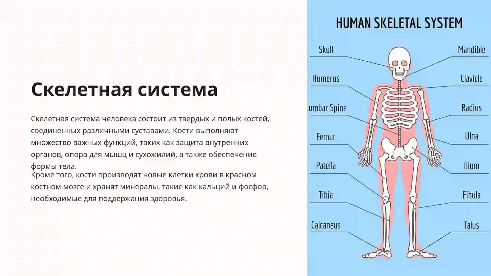 Введение в анатомию человека 3