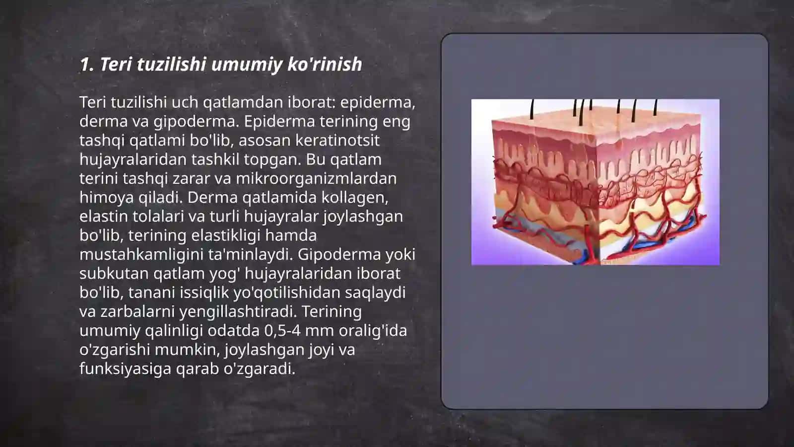 Teri va soch tuzilishi. Epidermis va derma qavatlari 3