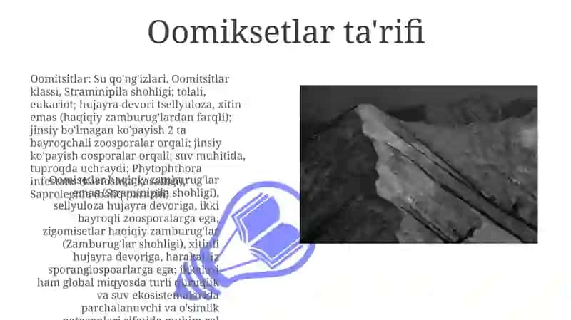 Oomitsetlar, zigomitsetlar sinflari 3