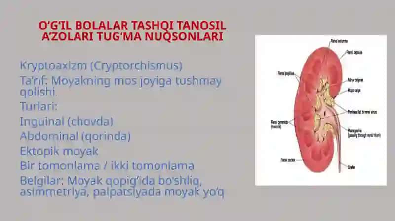 O’G’il va qiz bolalar tashqi tanosil a’zolari tug’ma nuqsonlari va operativ davolash usullari. Bolalar proktologiya amaliyotida qo’llaniladigan zamonaviy usullar laparoskopik pektopeksiya. 3