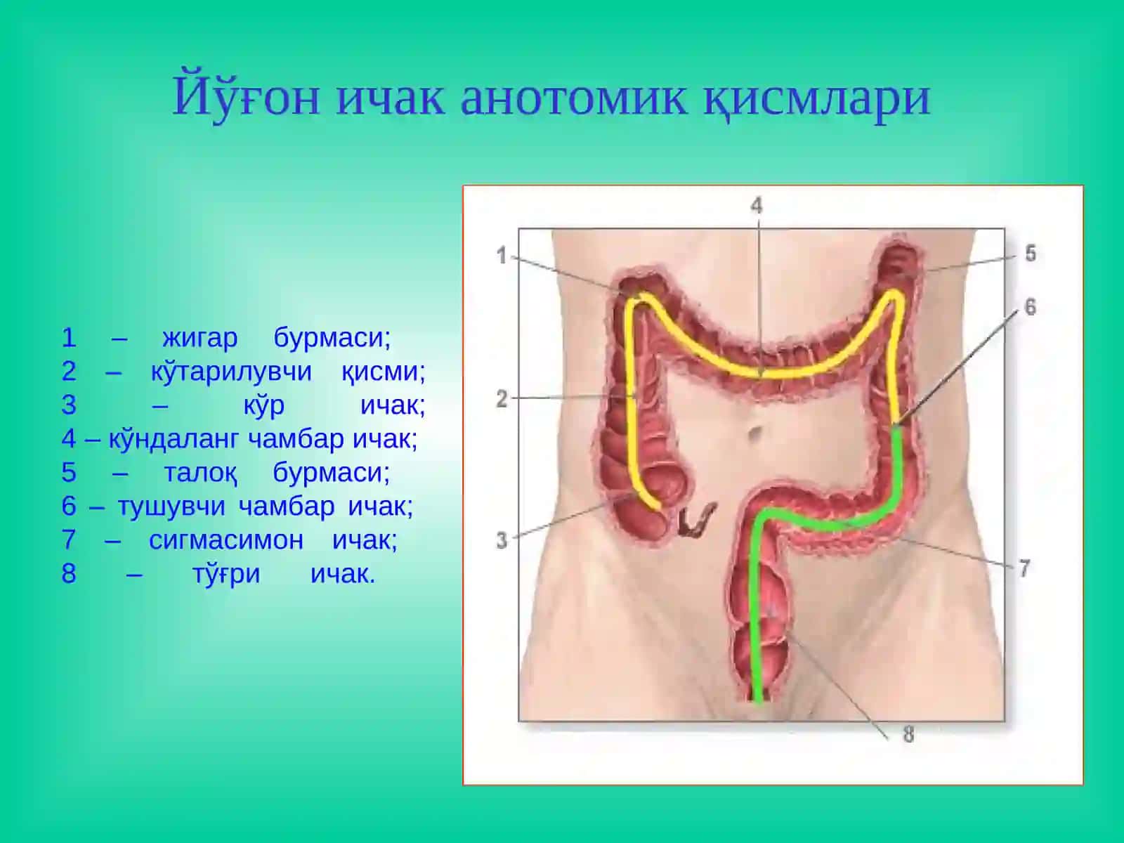 Йўғоничак касалликлари 3