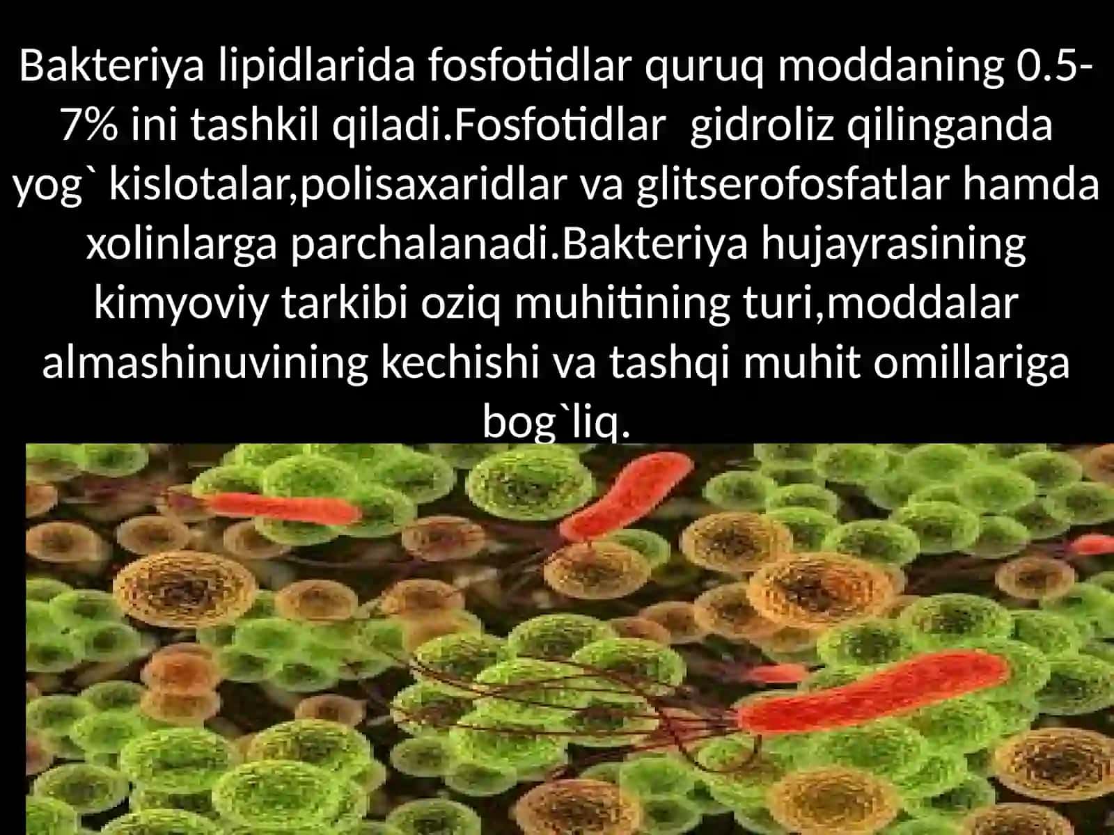 Mikroorganizmlar fiziologiyasi. O'sish va ko'payishi. Oziq muhitlar. Mikroorganizmlarni o'stirish prinsiplari 3