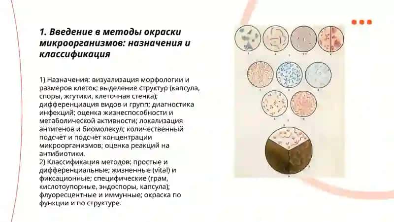 Методы окраски микроорганизмов: от простых к сложным 3