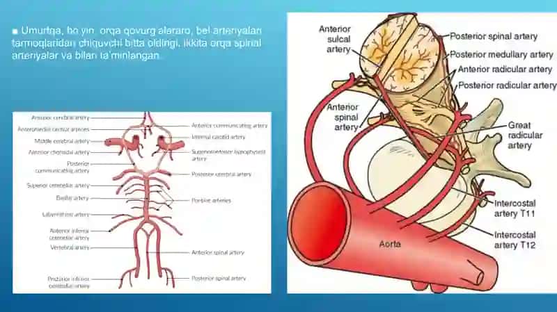 Orqa miya, Orqa miya nervlari. Miya pardalari, Orqa miyaga aloqador tuzilmalar, Dermatom, skleratom va miotom. 3