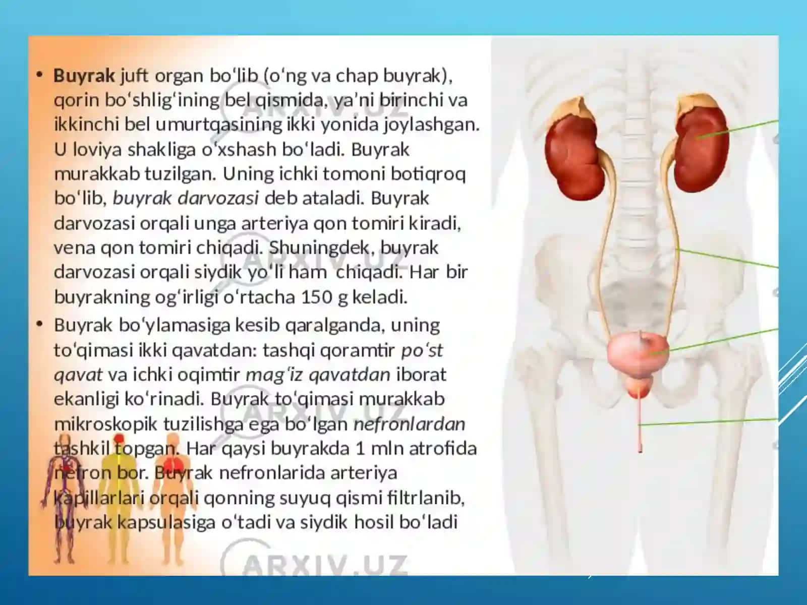 Nafastizimlarini Yoshxususiyatlari va Gigienasi 3