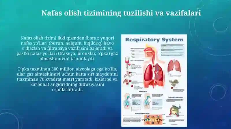 Nafas olish sistemasining fiziologiyasi 3