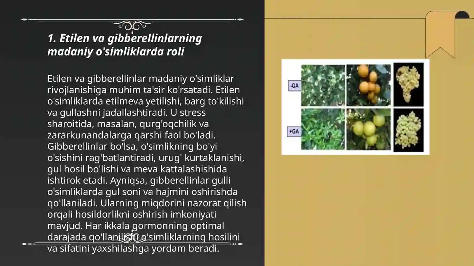 Etilen va gibberellinlar va ularning tasir etish mexanizmlari 3