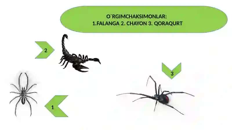 O`RGIMCHAKSIMONLAR: QISHLOQ KANASI ,QICHIMA,IT VA TAYGA KANALAR. TIBBIYOTDA AHAMIYATGA EGA BO`LGAN HASHOROTLAR:BIT,BURGA.CHIVINLAR,PASHSHALAR,ISKAPTOPAR.ZAHARLI HAYVONLAR. 3