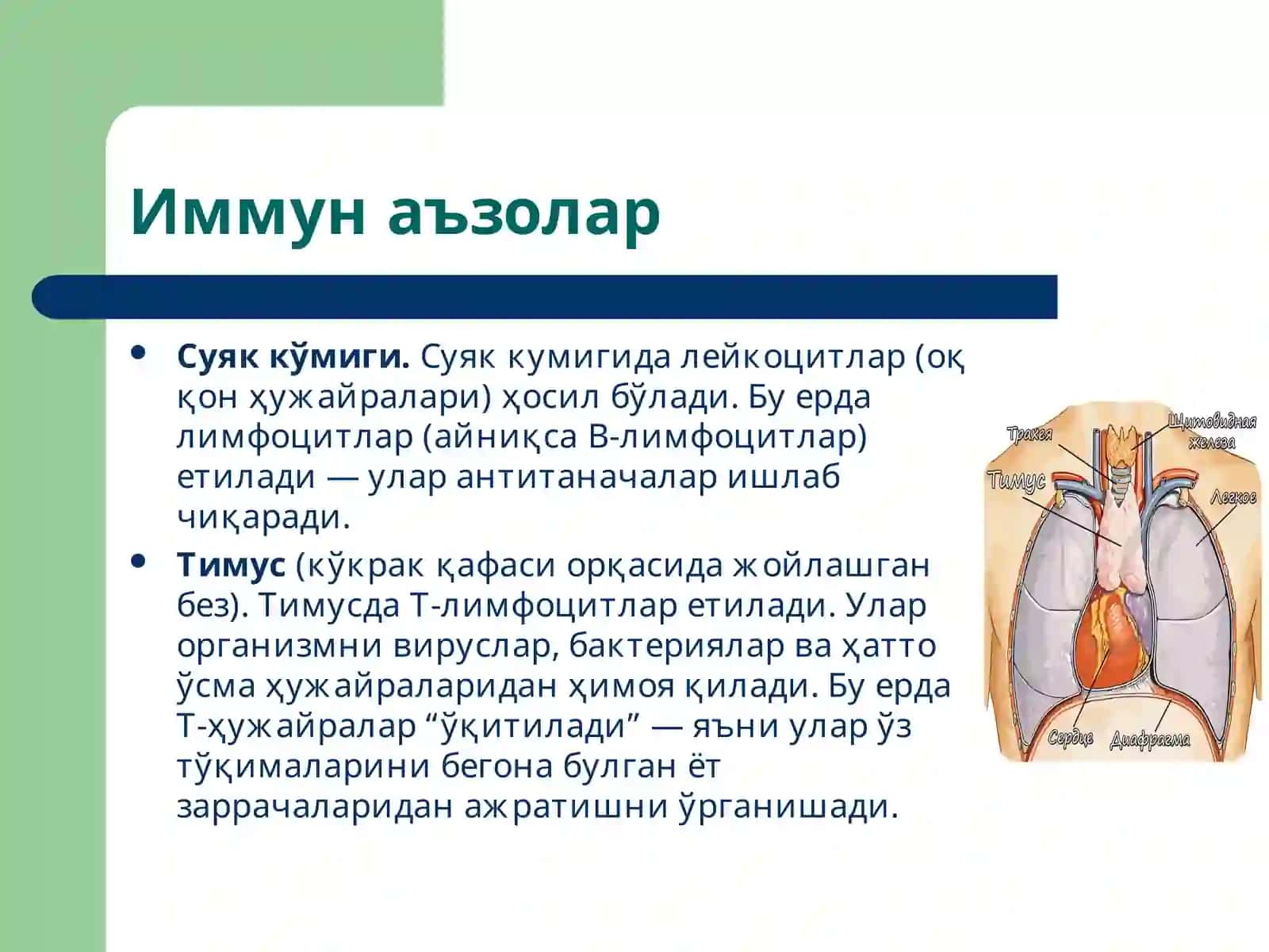 Иммун тизим патофизиологияси 3
