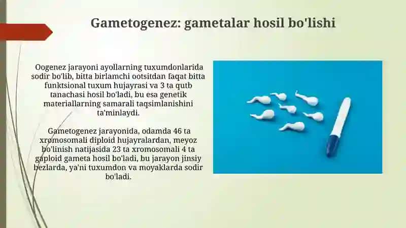 Jinsiy koʻpayishning sitologik asoslari 3
