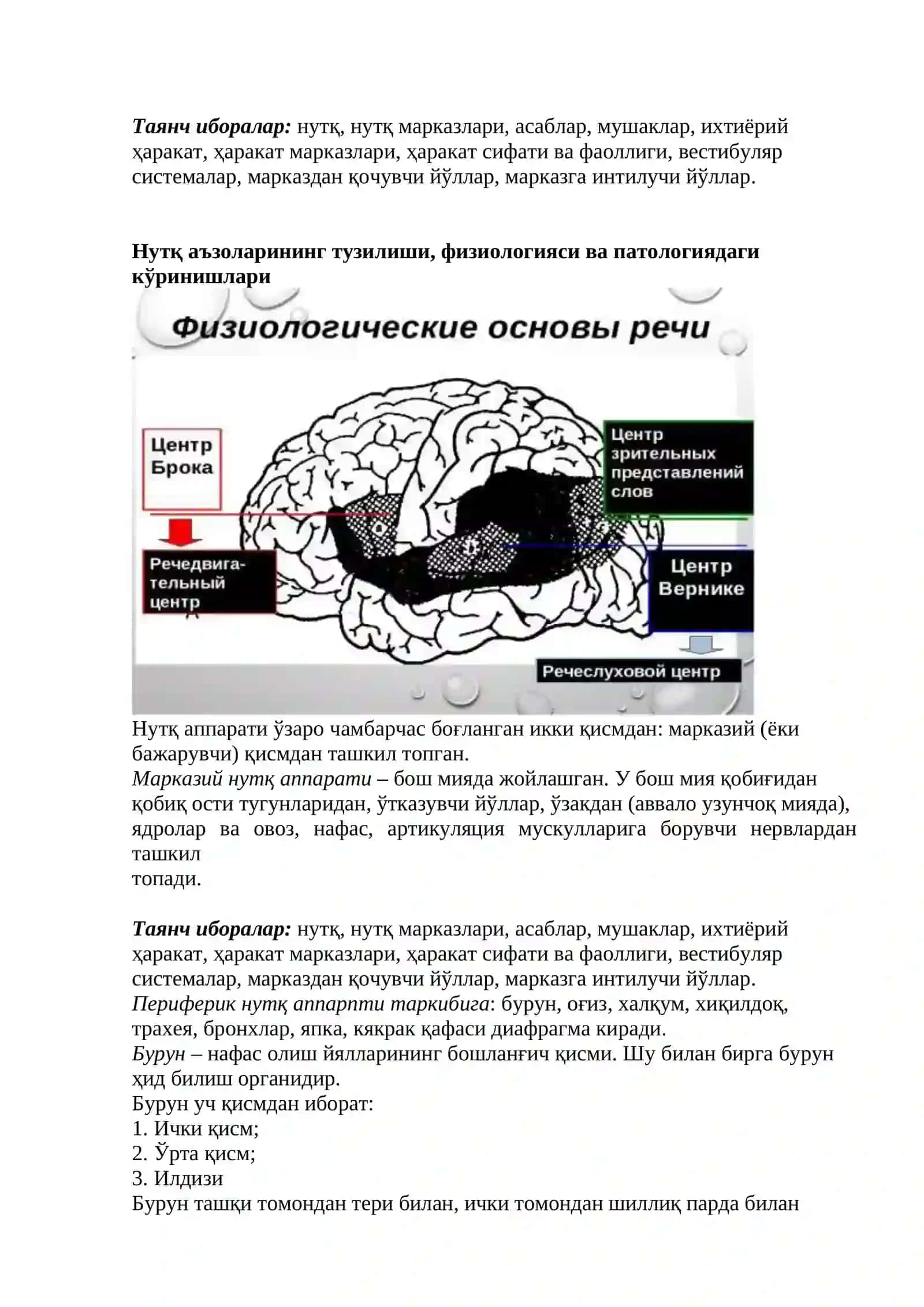 Nutqning anatomik-fiziologik asoslari. Nutq va tafakkurning uzviyligi 3