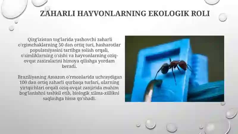 Zaharli Hayvonlar 3