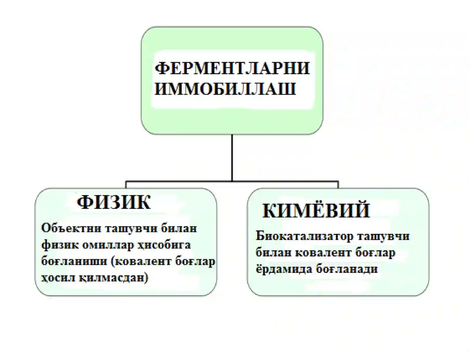 Ферментларнииммобиллашусуллари.Иммобиллашгатаъсирэтувчифакторлар 3