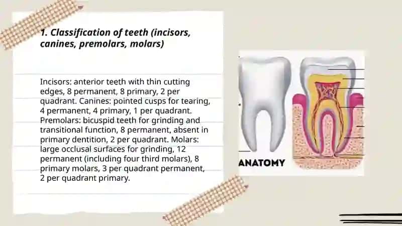 Tooth anatomy 3