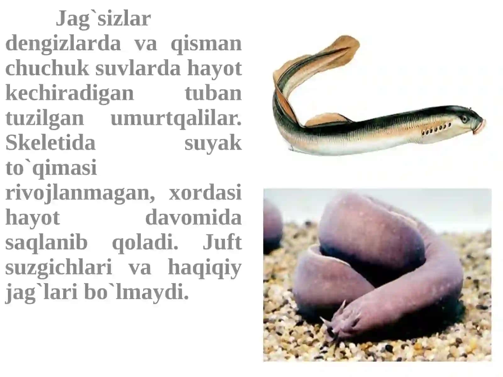 To’garakog’izlilar sinfi 3