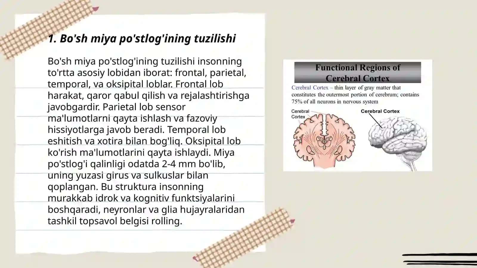 Bo'sh miya po'stlog'ining tuzilishi 3