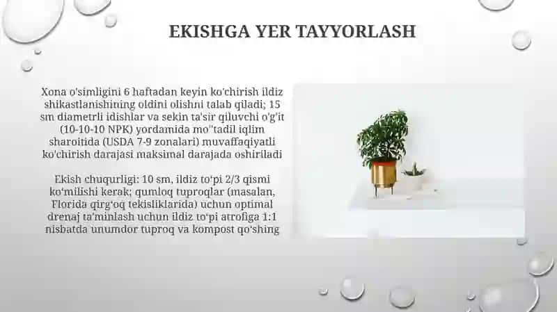 Xona o'simliklarini ekish va ko’chirib o'tkazish 3