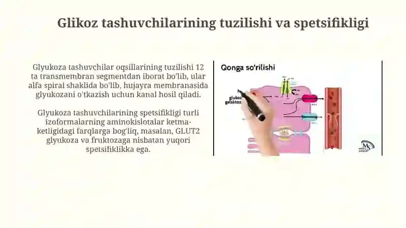 Glyukoza tashuvchilarining tuzilishi, spetsifikligi, klinik ahamiyati 3