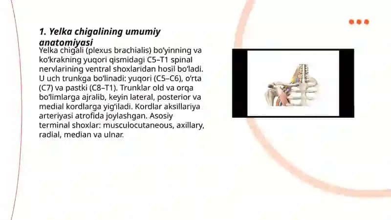 Yelka chigalining xosil bolishi va uning qisqa shoxlari 3