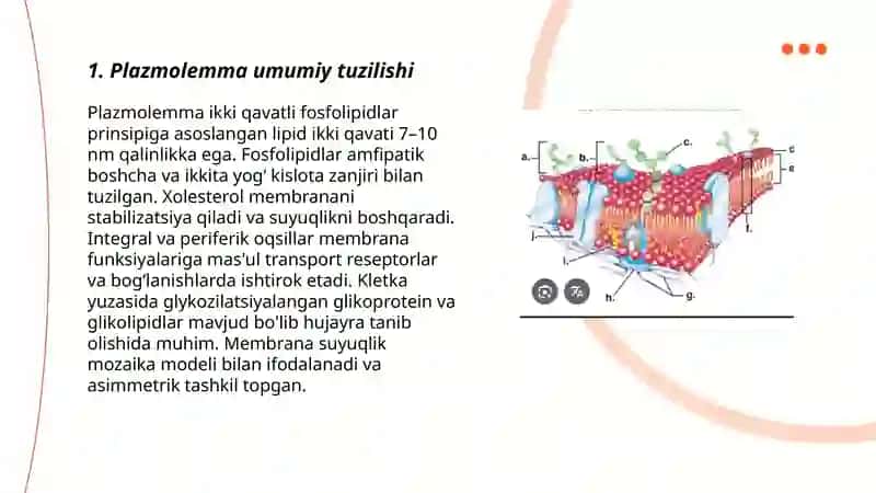 Plazmolemma va biologik membranalar tuzilishi 3