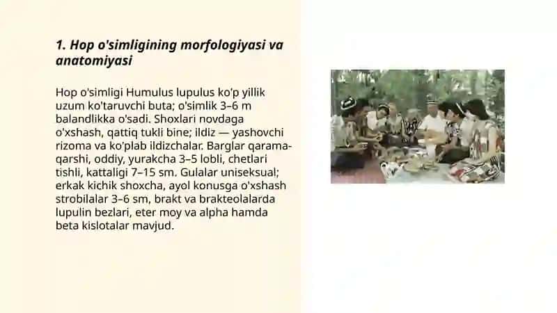 Hop o'simligining morfologiyasi va anatomiyasi 3