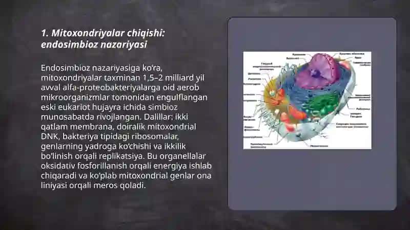 Mitoxondriyalar chiqishi 3