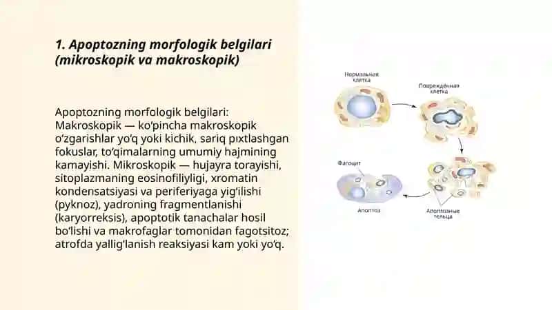 Apoptoz (Patologik anatomiya) 3