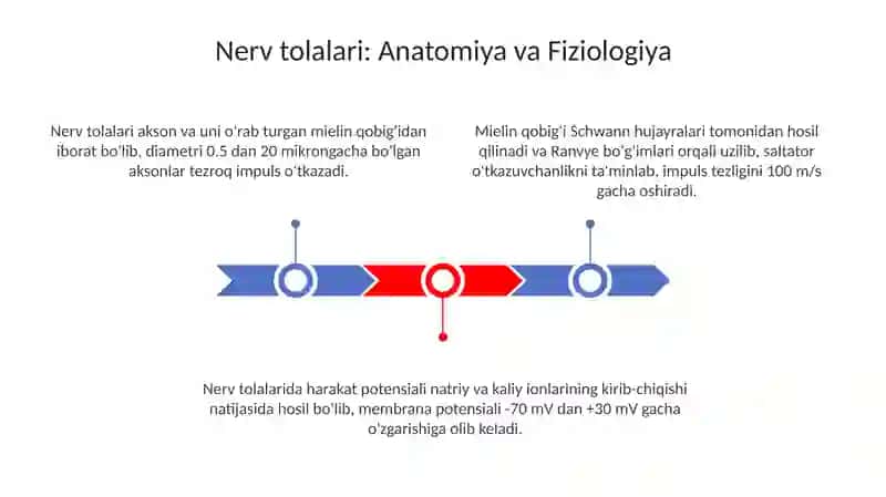 Nerv tolalari sinapis va muskul toqimalari fiziologiyasi va anatomiyasi 3