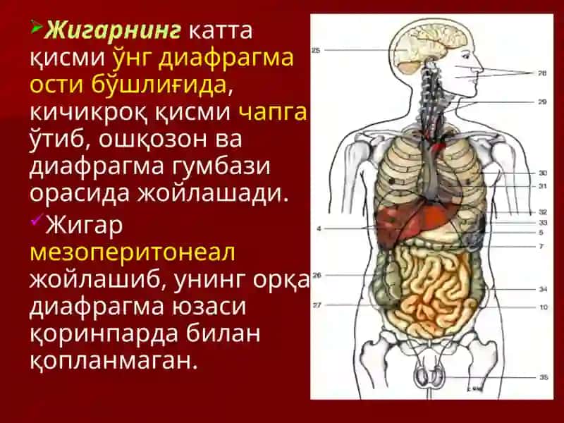 ЖИГАРНИНГ ЖАРРОҲЛИК АНАТОМИЯСИ.ЖИГАР ВА ЎТ ЙЎЛЛАРИДА ОПЕРАЦИЯЛАР. 3