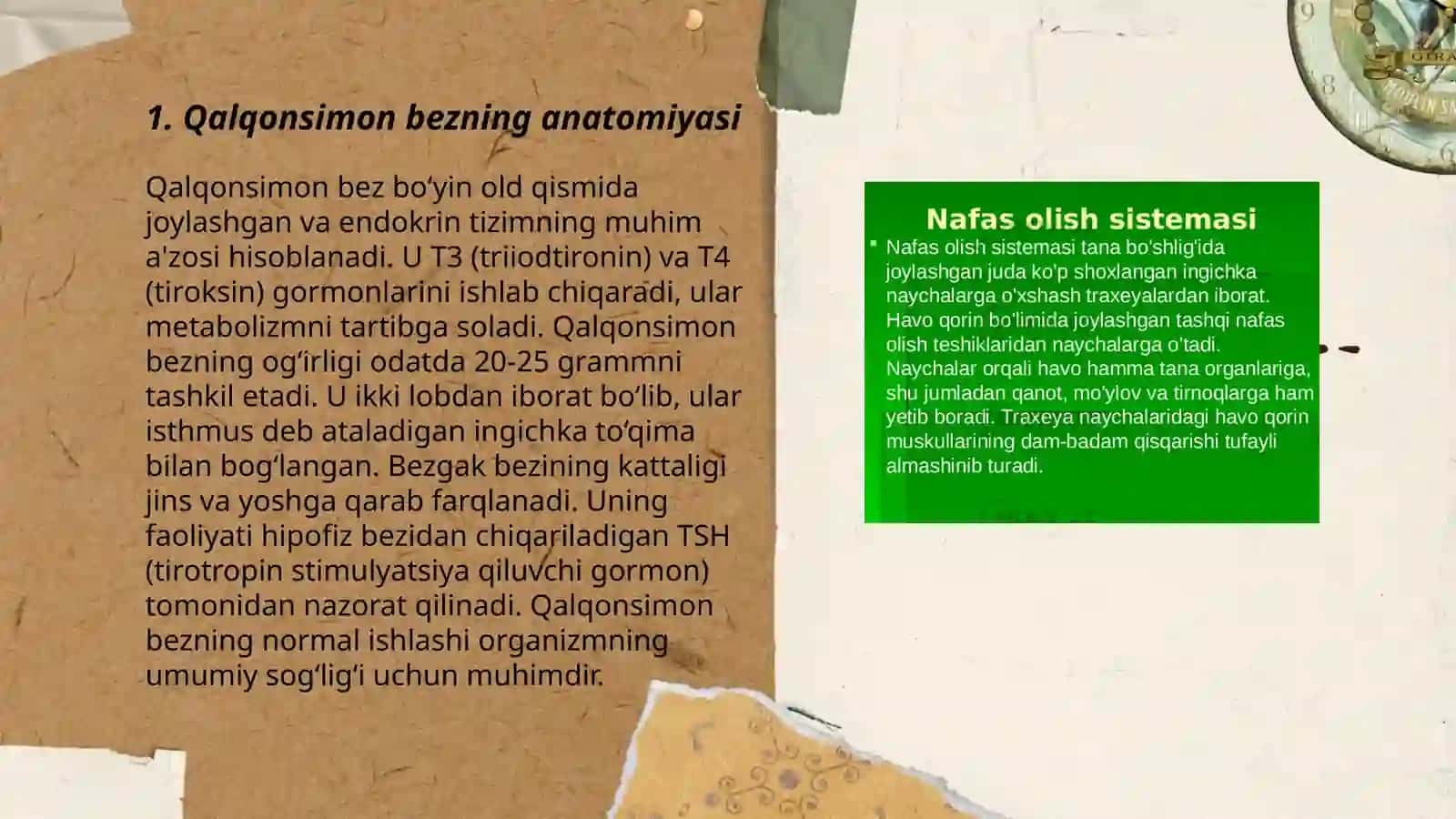 Qalqonsimon bez garmonlari fiziologiyasi va ular keltirib chiqaradigan kasalliklar 3