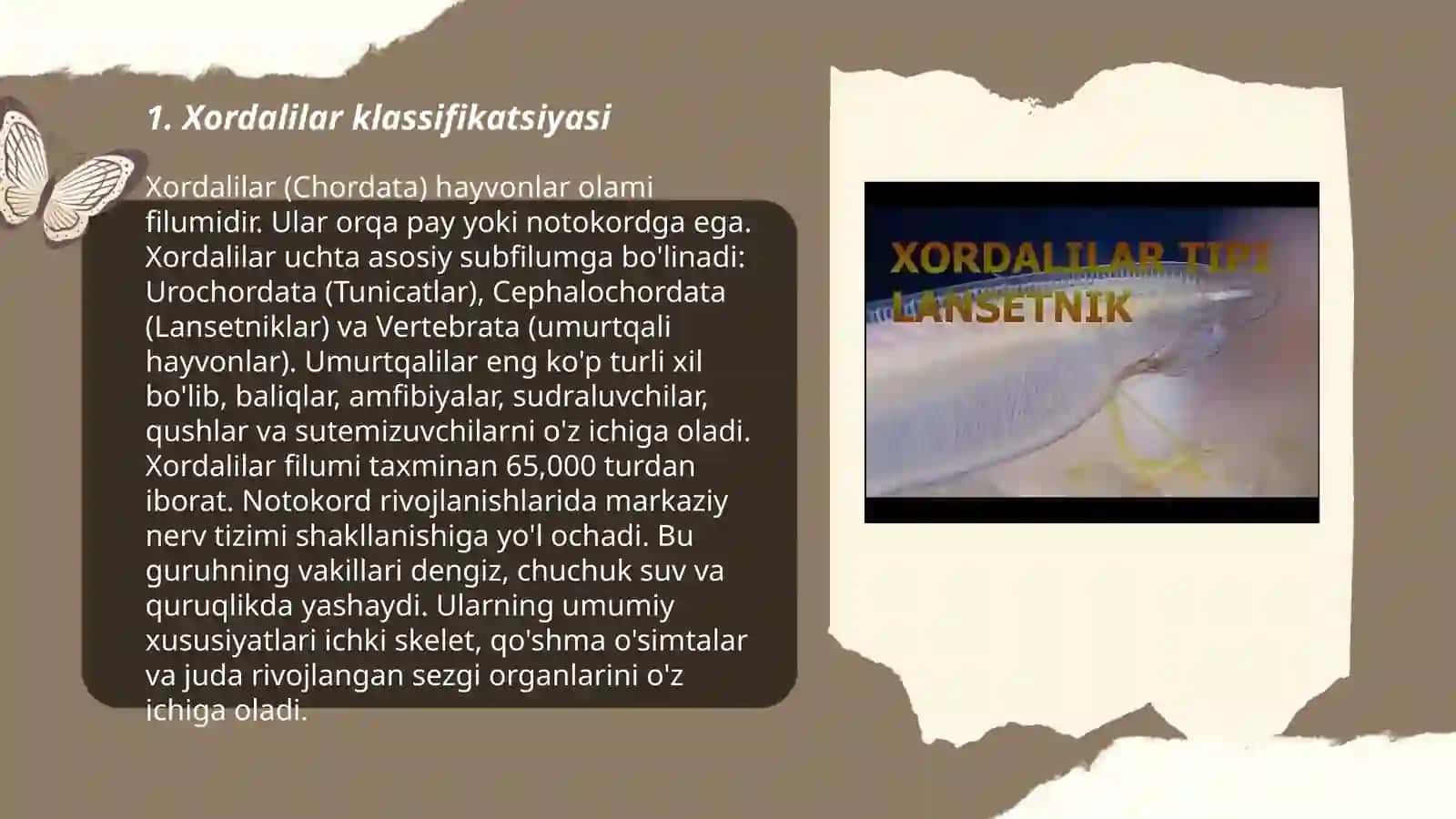 Xordalilarning muhim belgilari va biologik ahamiyati 3