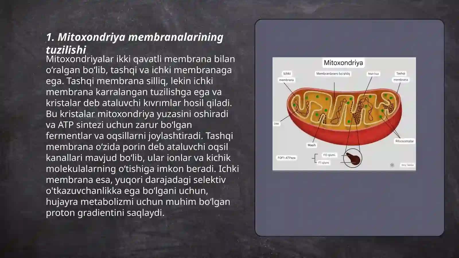 Mitoxondriya membranalarinig tuzilishi va vaziyfalari 3
