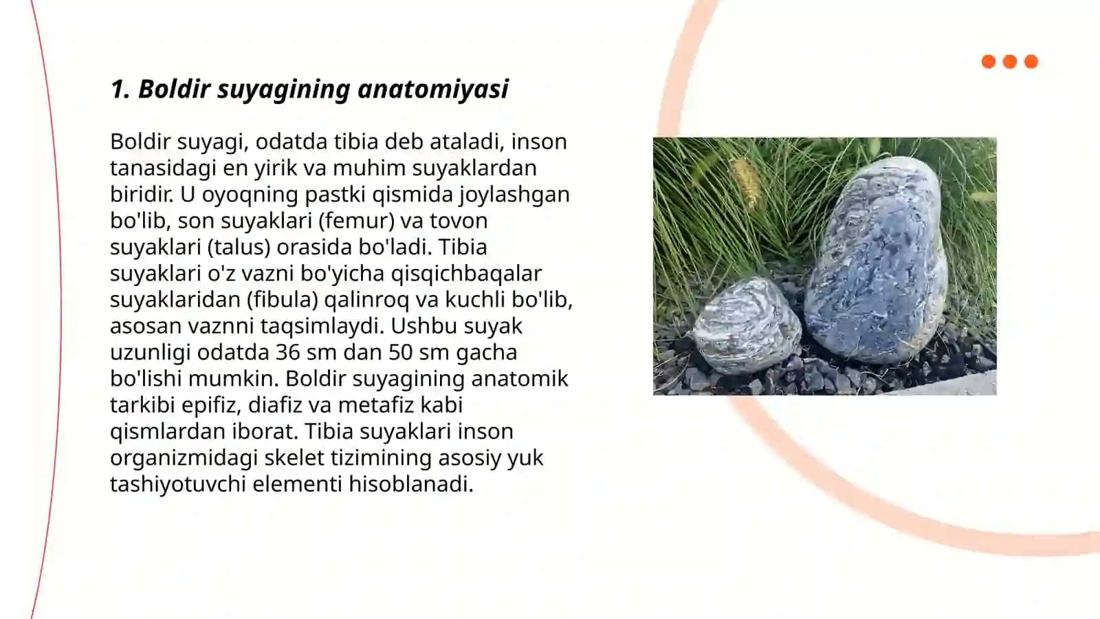 Boldir suyagi muskullari 3