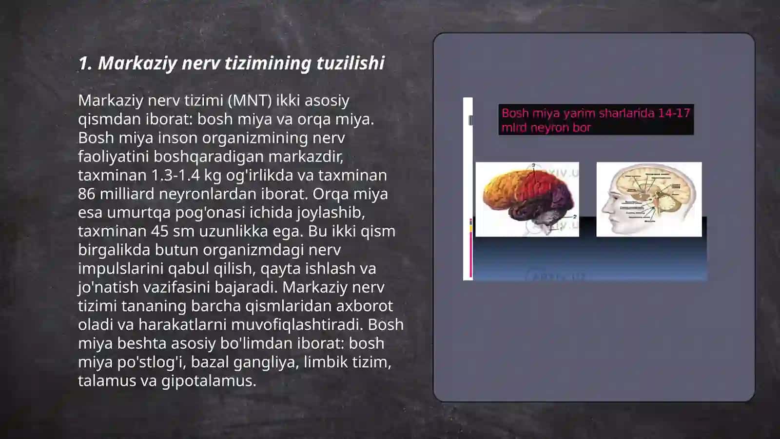 Nerv sistemasini tuzilishi markaziy nerv sistemasi psixik jarayonlarninig vujudga kelishida nutqninig ahamyati 3