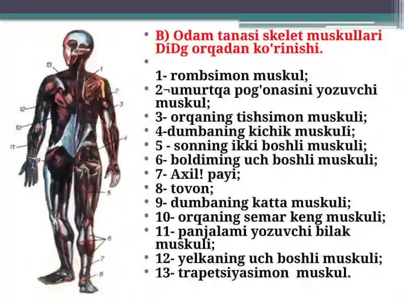 Tanamuskullari 3