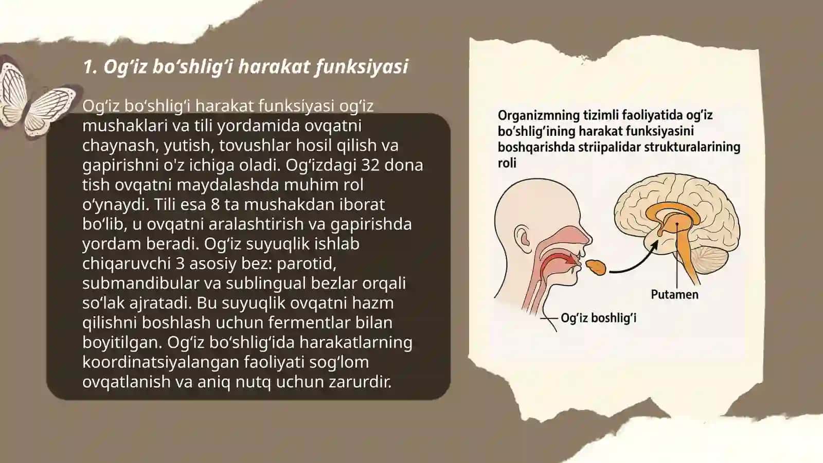 Tizimli faoliyatida ogʻiz boʻshligʻining harakat funksiyasini boshqarishda striipalidar strukturalarining roli 3
