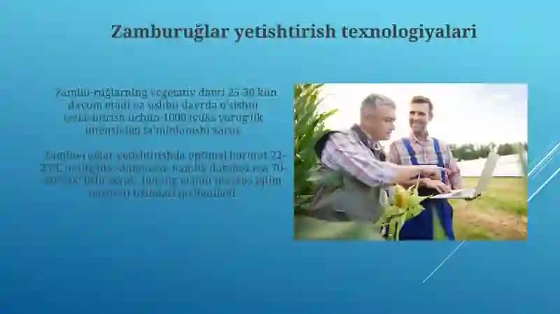 Zamburuğlar yetishtirish texnologiyalari 3
