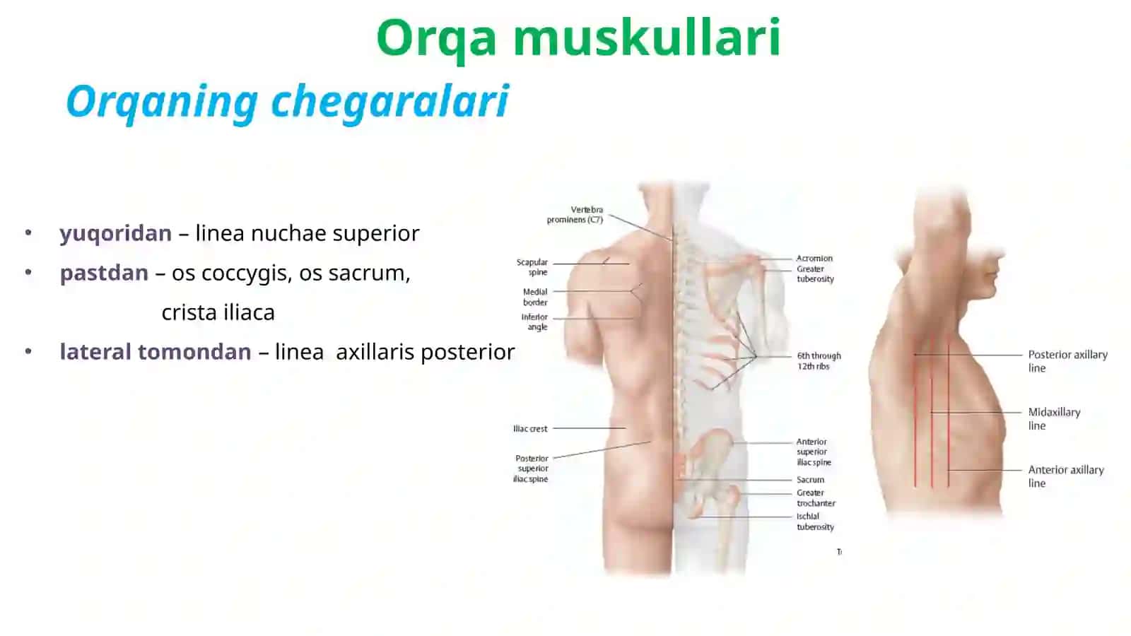 Orqa va kokrak muskullari 3