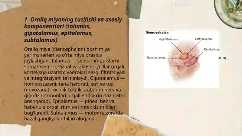 Oraliq miya fiziologiyasi 3