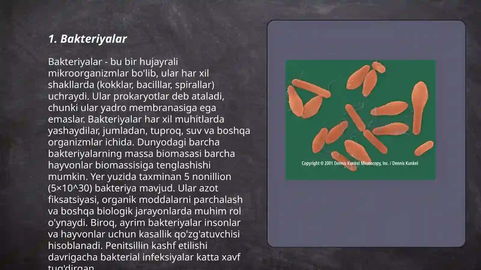 Bakteriyalar 3