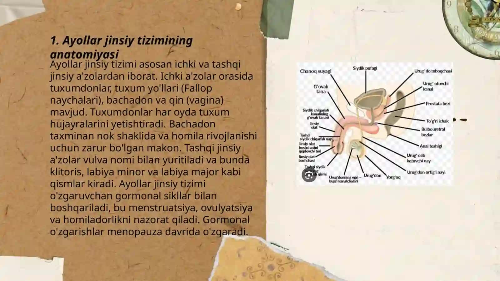Ayollar jinsiy tizimi. Bachadon, sut bezi 3