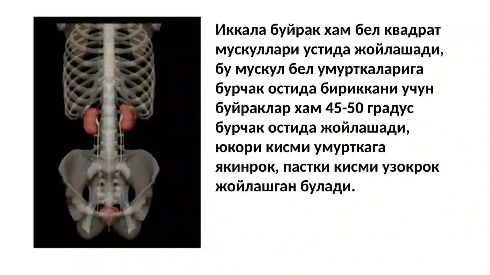 Буйрак анатомияси 3