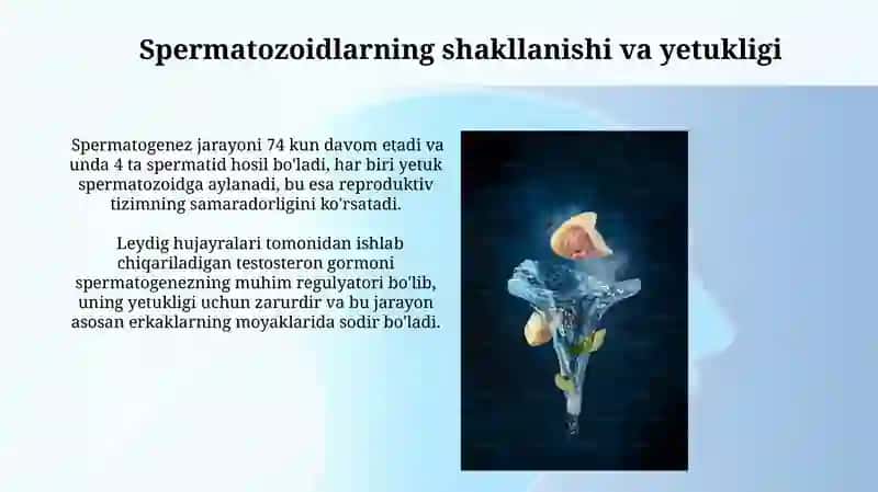 Spermatogenez va Oogenezning xususiyatlari 3