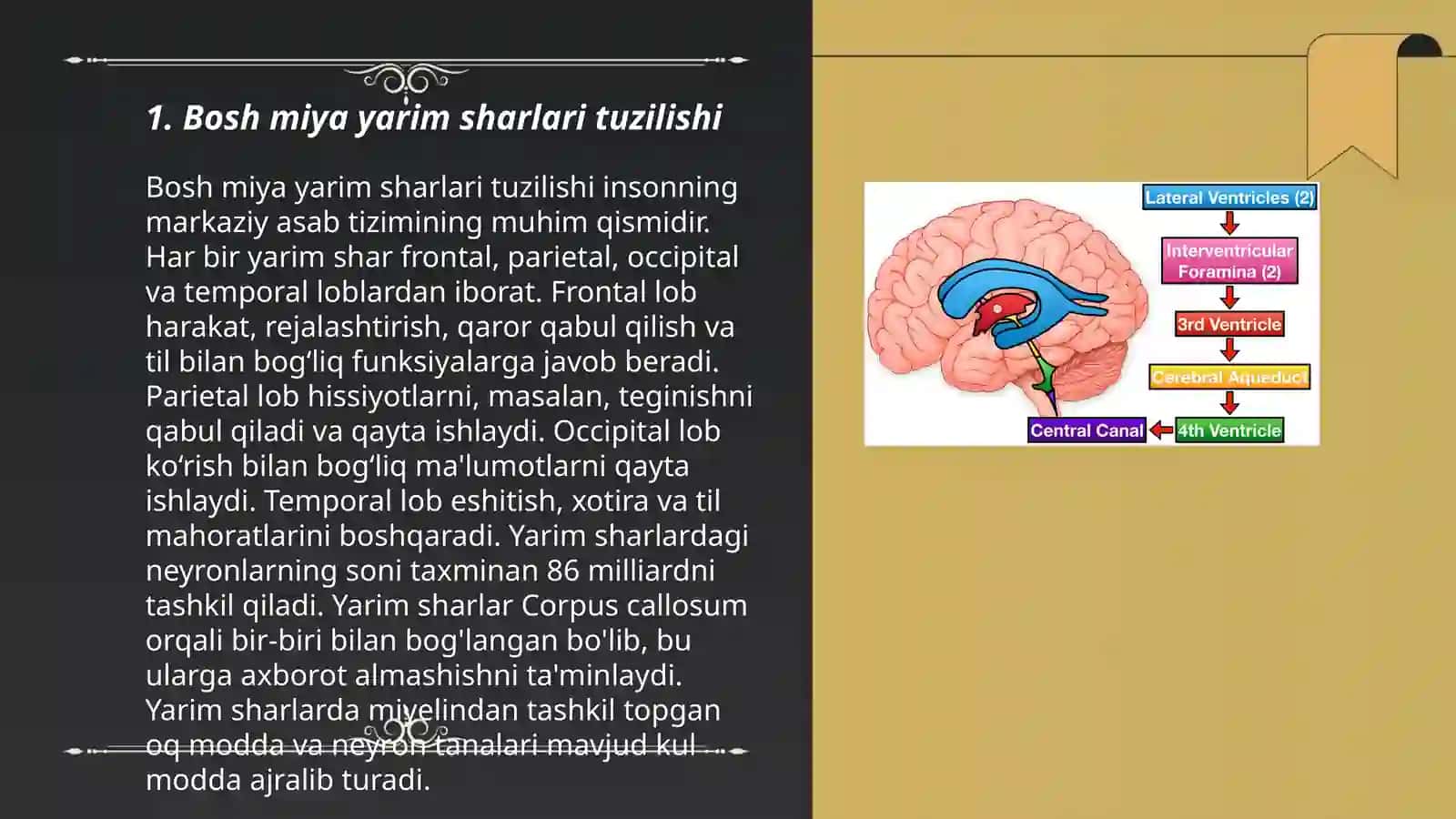 Bosh miya yarim sharlari tuzilishi 3