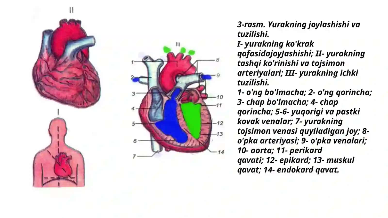Qon aylanish tizimining yosh xususiyatlari va gigiena 3