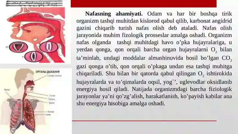 Nafas sistemasining yosh xususiyatlari va gigiyenasi 3